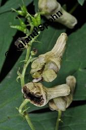 Gelber Eisenhut, Wolfs-Eisenhut, Aconitum lycoctonum, Aconitum vulparia, Aconitum lycoctonum, Aconitum vulparia, Gelber Eisenhut, Wolfs-Eisenhut, Ranunculaceae, Blühend, Blüten mit Pilzbefall Kauf von 02479_aconitum_lycoctonum_dsc_6308.jpg