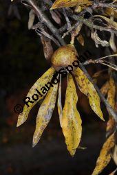 Weidenblttrige Birne, Weiden-Birne, Pyrus salicifolia, Rosaceae, Pyrus salicifolia, Weidenblttrige Birne, Weiden-Birne, fruchtend Kauf von 02484_pyrus_salicifolia_dsc_0977.jpg