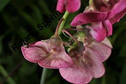 Breitblättrige Platterbse, Staudenwicke, Lathyrus latifolius, Lathyrus latifolius, Breitblättrige Platterbse, Staudenwicke, Fabaceae, Angefressene Samen, Samenfraß durch Samenkäfer, Bruchus sp. Kauf von 02489_lathyrus_latifolius_dsc_1868.jpg