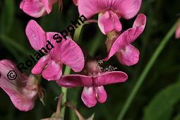 Breitblttrige Platterbse, Staudenwicke, Lathyrus latifolius, Lathyrus latifolius, Breitblttrige Platterbse, Staudenwicke, Fabaceae, Angefressene Samen, Samenfra durch Samenkfer, Bruchus sp. Kauf von 02489_lathyrus_latifolius_dsc_1869.jpg