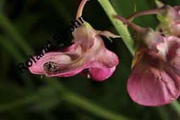 Breitblättrige Platterbse, Staudenwicke, Lathyrus latifolius, Lathyrus latifolius, Breitblättrige Platterbse, Staudenwicke, Fabaceae, Angefressene Samen, Samenfraß durch Samenkäfer, Bruchus sp. Kauf von 02489_lathyrus_latifolius_dsc_1870.jpg