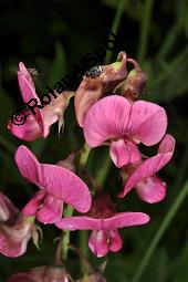 Breitblättrige Platterbse, Staudenwicke, Lathyrus latifolius, Lathyrus latifolius, Breitblättrige Platterbse, Staudenwicke, Fabaceae, Angefressene Samen, Samenfraß durch Samenkäfer, Bruchus sp. Kauf von 02489_lathyrus_latifolius_dsc_1871.jpg