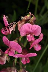 Breitblttrige Platterbse, Staudenwicke, Lathyrus latifolius, Lathyrus latifolius, Breitblttrige Platterbse, Staudenwicke, Fabaceae, Angefressene Samen, Samenfra durch Samenkfer, Bruchus sp. Kauf von 02489_lathyrus_latifolius_dsc_1872.jpg