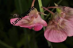 Breitblättrige Platterbse, Staudenwicke, Lathyrus latifolius, Lathyrus latifolius, Breitblättrige Platterbse, Staudenwicke, Fabaceae, Angefressene Samen, Samenfraß durch Samenkäfer, Bruchus sp. Kauf von 02489_lathyrus_latifolius_dsc_1873.jpg