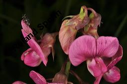 Breitblttrige Platterbse, Staudenwicke, Lathyrus latifolius, Lathyrus latifolius, Breitblttrige Platterbse, Staudenwicke, Fabaceae, Angefressene Samen, Samenfra durch Samenkfer, Bruchus sp. Kauf von 02489_lathyrus_latifolius_dsc_1874.jpg