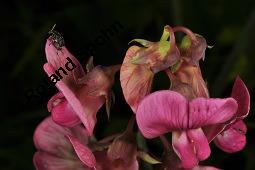 Breitblättrige Platterbse, Staudenwicke, Lathyrus latifolius, Lathyrus latifolius, Breitblättrige Platterbse, Staudenwicke, Fabaceae, Angefressene Samen, Samenfraß durch Samenkäfer, Bruchus sp. Kauf von 02489_lathyrus_latifolius_dsc_1875.jpg