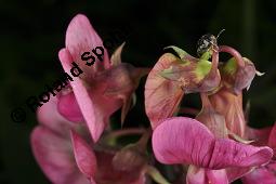 Breitblättrige Platterbse, Staudenwicke, Lathyrus latifolius, Lathyrus latifolius, Breitblättrige Platterbse, Staudenwicke, Fabaceae, Angefressene Samen, Samenfraß durch Samenkäfer, Bruchus sp. Kauf von 02489_lathyrus_latifolius_dsc_1876.jpg