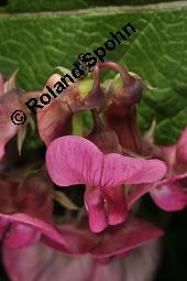 Breitblttrige Platterbse, Staudenwicke, Lathyrus latifolius, Lathyrus latifolius, Breitblttrige Platterbse, Staudenwicke, Fabaceae, Angefressene Samen, Samenfra durch Samenkfer, Bruchus sp. Kauf von 02489_lathyrus_latifolius_dsc_1877.jpg