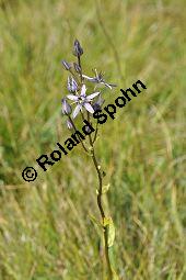 Moorenzian, Tarant, Blauer Sumpfstern, Swertie, Swertia perennis, Swertia perennis, Moorenzian, Blauer Sumpfstern, Tarant, Swertie, Gentianaceae, Blühend Kauf von 02496_swertia_perennis_dsc_0125.jpg