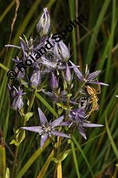 Moorenzian, Tarant, Blauer Sumpfstern, Swertie, Swertia perennis, Swertia perennis, Moorenzian, Blauer Sumpfstern, Tarant, Swertie, Gentianaceae, Blühend Kauf von 02496_swertia_perennis_dsc_6467.jpg