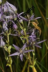 Moorenzian, Tarant, Blauer Sumpfstern, Swertie, Swertia perennis, Swertia perennis, Moorenzian, Blauer Sumpfstern, Tarant, Swertie, Gentianaceae, Blühend Kauf von 02496_swertia_perennis_dsc_6468.jpg