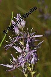 Moorenzian, Tarant, Blauer Sumpfstern, Swertie, Swertia perennis, Swertia perennis, Moorenzian, Blauer Sumpfstern, Tarant, Swertie, Gentianaceae, Blühend Kauf von 02496_swertia_perennis_dsc_6472.jpg