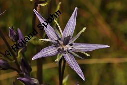 Moorenzian, Tarant, Blauer Sumpfstern, Swertie, Swertia perennis, Swertia perennis, Moorenzian, Blauer Sumpfstern, Tarant, Swertie, Gentianaceae, Blühend Kauf von 02496_swertia_perennis_dsc_6475.jpg