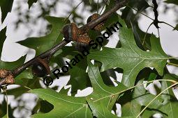 Sumpf-Eiche, Quercus palustris, Fagaceae, Quercus palustris, Sumpf-Eiche, Beblättert Herbstfärbung Kauf von 02500_quercus_palustris_dsc_0375.jpg