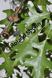 Sumpf-Eiche, Quercus palustris, Fagaceae, Quercus palustris, Sumpf-Eiche, Beblättert Herbstfärbung Kauf von 02500_quercus_palustris_dsc_0376.jpg