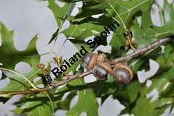 Sumpf-Eiche, Quercus palustris, Fagaceae, Quercus palustris, Sumpf-Eiche, Beblättert Herbstfärbung Kauf von 02500_quercus_palustris_dsc_0377.jpg