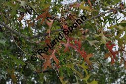 Sumpf-Eiche, Quercus palustris, Fagaceae, Quercus palustris, Sumpf-Eiche, Beblättert Herbstfärbung Kauf von 02500_quercus_palustris_dsc_0382.jpg