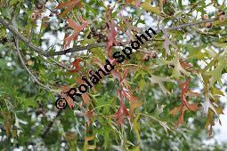 Sumpf-Eiche, Quercus palustris, Fagaceae, Quercus palustris, Sumpf-Eiche, Beblättert Herbstfärbung Kauf von 02500_quercus_palustris_dsc_0383.jpg
