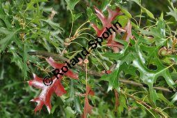 Sumpf-Eiche, Quercus palustris, Fagaceae, Quercus palustris, Sumpf-Eiche, Beblättert Herbstfärbung Kauf von 02500_quercus_palustris_dsc_0387.jpg