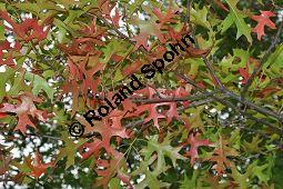 Sumpf-Eiche, Quercus palustris, Fagaceae, Quercus palustris, Sumpf-Eiche, Beblättert Herbstfärbung Kauf von 02500_quercus_palustris_dsc_0396.jpg