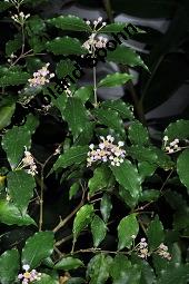 Barbadoskirsche, Azerola, Acerola, Malpighia glabra, Malpighia glabra, Barbadoskirsche, Azerola, Acerola, Acerolakirsche, Malpighiaceae, Blühend Kauf von 02514_malpighia_glabra_dsc_8081.jpg