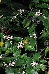 Barbadoskirsche, Azerola, Acerola, Malpighia glabra, Malpighia glabra, Barbadoskirsche, Azerola, Acerola, Acerolakirsche, Malpighiaceae, Blühend Kauf von 02514_malpighia_glabra_dsc_8082.jpg