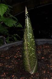 Titanwurz, Amorphophallus titanum, Amorphophallus titanum, Titanwurz, Araceae, austreibendes Blatt Kauf von 02519_amorphophallus_titanum_dsc_4287.jpg