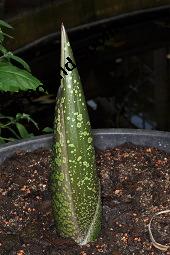 Titanwurz, Amorphophallus titanum, Amorphophallus titanum, Titanwurz, Araceae, austreibendes Blatt Kauf von 02519_amorphophallus_titanum_dsc_4288.jpg