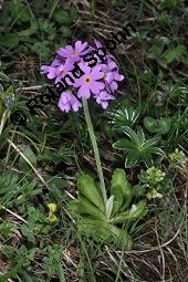 Mehl-Primel, Primula farinosa, Primula farinosa, Mehl-Primel, Primulaceae, Habitus blühend Kauf von 02561_primula_farinosa_dsc_2445.jpg