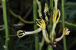 Gabelige Leuchterblume, Ceropegia dichotoma, Asclepiadaceae, Ceropegia dichotoma, Gabelige Leuchterblume, Blühend Kauf von 02590_ceropegia_dichotoma_dsc_0856.jpg