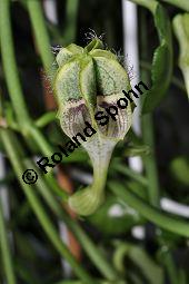 Leuchterblume, Kreuzung, Ceropegia sp., Ceropegia Hybride, Leuchterblume Hybride Kauf von 02617_ceropegia_sp_dsc_0073.jpg