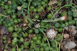 Erbsenpflanze, Senecio rowleyanus, Kleinia rowleyana, Asteraceae, Senecio rowleyanus, Kleinia rowleyana, Erbsenpflanze, Blühend Kauf von 02646_senecio_rowleyanus_dsc_1581.jpg