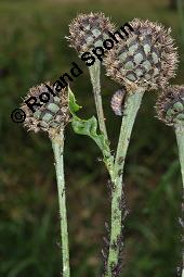 Skabiosen-Flockenblume, Große Flockenblume, Centaurea scabiosa, Centaurea scabiosa, Skabiosen-Flockenblume, Große Flockenblume, Asteraceae, Stängelgalle, Stängelgalle wahrscheinlich durch Gallwespe Isocolus scabiosae Kauf von 02744_centaurea_scabiosa_dsc_1964.jpg