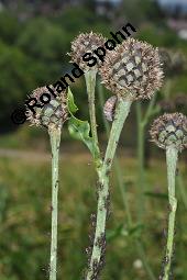 Skabiosen-Flockenblume, Große Flockenblume, Centaurea scabiosa, Centaurea scabiosa, Skabiosen-Flockenblume, Große Flockenblume, Asteraceae, Stängelgalle, Stängelgalle wahrscheinlich durch Gallwespe Isocolus scabiosae Kauf von 02744_centaurea_scabiosa_dsc_1965.jpg