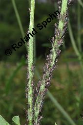 Skabiosen-Flockenblume, Groe Flockenblume, Centaurea scabiosa, Centaurea scabiosa, Skabiosen-Flockenblume, Groe Flockenblume, Asteraceae, Stngelgalle, Stngelgalle wahrscheinlich durch Gallwespe Isocolus scabiosae Kauf von 02744_centaurea_scabiosa_dsc_1966.jpg