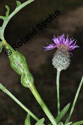 Skabiosen-Flockenblume, Groe Flockenblume, Centaurea scabiosa, Centaurea scabiosa, Skabiosen-Flockenblume, Groe Flockenblume, Asteraceae, Stngelgalle, Stngelgalle wahrscheinlich durch Gallwespe Isocolus scabiosae Kauf von 02744_centaurea_scabiosa_dsc_2658.jpg