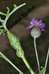 Skabiosen-Flockenblume, Groe Flockenblume, Centaurea scabiosa, Centaurea scabiosa, Skabiosen-Flockenblume, Groe Flockenblume, Asteraceae, Stngelgalle, Stngelgalle wahrscheinlich durch Gallwespe Isocolus scabiosae Kauf von 02744_centaurea_scabiosa_dsc_2659.jpg