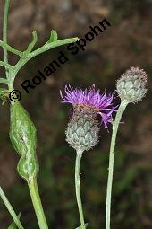 Skabiosen-Flockenblume, Groe Flockenblume, Centaurea scabiosa, Centaurea scabiosa, Skabiosen-Flockenblume, Groe Flockenblume, Asteraceae, Stngelgalle, Stngelgalle wahrscheinlich durch Gallwespe Isocolus scabiosae Kauf von 02744_centaurea_scabiosa_dsc_2660.jpg