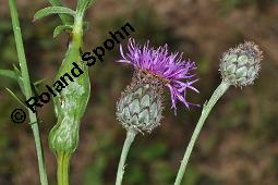 Skabiosen-Flockenblume, Groe Flockenblume, Centaurea scabiosa, Centaurea scabiosa, Skabiosen-Flockenblume, Groe Flockenblume, Asteraceae, Stngelgalle, Stngelgalle wahrscheinlich durch Gallwespe Isocolus scabiosae Kauf von 02744_centaurea_scabiosa_dsc_2661.jpg