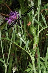 Skabiosen-Flockenblume, Groe Flockenblume, Centaurea scabiosa, Centaurea scabiosa, Skabiosen-Flockenblume, Groe Flockenblume, Asteraceae, Stngelgalle, Stngelgalle wahrscheinlich durch Gallwespe Isocolus scabiosae Kauf von 02744_centaurea_scabiosa_dsc_2665.jpg