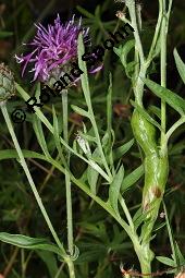 Skabiosen-Flockenblume, Groe Flockenblume, Centaurea scabiosa, Centaurea scabiosa, Skabiosen-Flockenblume, Groe Flockenblume, Asteraceae, Stngelgalle, Stngelgalle wahrscheinlich durch Gallwespe Isocolus scabiosae Kauf von 02744_centaurea_scabiosa_dsc_2667.jpg