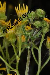 Raukenblttriges Greiskraut, Raukenblttriges Kreuzkraut, Senecio erucifolius, Senecio erucifolius, Raukenblttriges Greiskraut, Raukenblttriges Kreuzkraut, Asteraceae, Knospend, mit Ameisen Kauf von 02750_senecio_erucifolius_dsc_3658.jpg