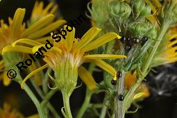 Raukenblttriges Greiskraut, Raukenblttriges Kreuzkraut, Senecio erucifolius, Senecio erucifolius, Raukenblttriges Greiskraut, Raukenblttriges Kreuzkraut, Asteraceae, Knospend, mit Ameisen Kauf von 02750_senecio_erucifolius_dsc_3659.jpg