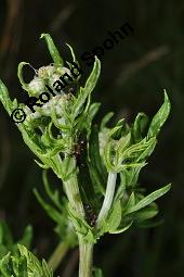 Raukenblättriges Greiskraut, Raukenblättriges Kreuzkraut, Senecio erucifolius, Senecio erucifolius, Raukenblättriges Greiskraut, Raukenblättriges Kreuzkraut, Asteraceae, Knospend, mit Ameisen Kauf von 02750_senecio_erucifolius_dsc_5627.jpg