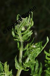 Raukenblttriges Greiskraut, Raukenblttriges Kreuzkraut, Senecio erucifolius, Senecio erucifolius, Raukenblttriges Greiskraut, Raukenblttriges Kreuzkraut, Asteraceae, Knospend, mit Ameisen Kauf von 02750_senecio_erucifolius_dsc_5628.jpg