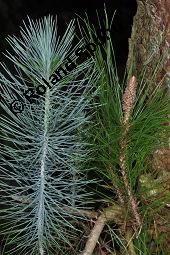 Kanarische Kiefer, Kanaren-Kiefer, Pinus canariensis, Pinus canariensis, Kanarische Kiefer, Kanaren-Kiefer, Pinaceae, Triebspitzen Kauf von 02795_pinus_canariensis_dsc_8413.jpg