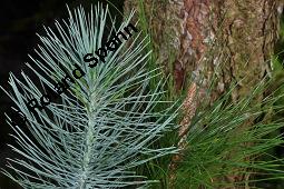 Kanarische Kiefer, Kanaren-Kiefer, Pinus canariensis, Pinus canariensis, Kanarische Kiefer, Kanaren-Kiefer, Pinaceae, Triebspitzen Kauf von 02795_pinus_canariensis_dsc_8414.jpg