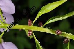 Knöllchentragende Zahnwurz, Zwiebel-Zahnwurz, Dentaria bulbifera, Cardamine bulbifera, Dentaria bulbifera, Cardamine bulbifera, Knöllchentragende Zahnwurz, Zwiebel-Zahnwurz, Brassicaceae, mit Bulbillen Kauf von 02853_dentaria_bulbifera_dsc_8871.jpg