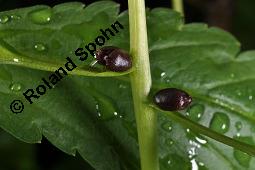 Knöllchentragende Zahnwurz, Zwiebel-Zahnwurz, Dentaria bulbifera, Cardamine bulbifera, Dentaria bulbifera, Cardamine bulbifera, Knöllchentragende Zahnwurz, Zwiebel-Zahnwurz, Brassicaceae, mit Bulbillen Kauf von 02853_dentaria_bulbifera_dsc_8872.jpg