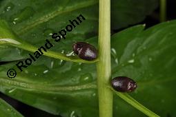 Knllchentragende Zahnwurz, Zwiebel-Zahnwurz, Dentaria bulbifera, Cardamine bulbifera, Dentaria bulbifera, Cardamine bulbifera, Knllchentragende Zahnwurz, Zwiebel-Zahnwurz, Brassicaceae, mit Bulbillen Kauf von 02853_dentaria_bulbifera_dsc_8873.jpg